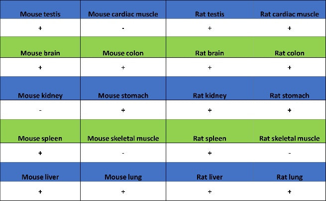 TOX Recombinant Rabbit mAb (S-2296-44)