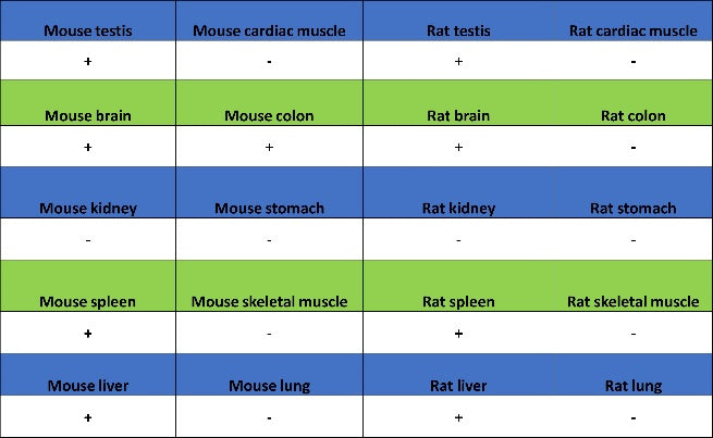 FYN Recombinant Rabbit mAb (S-2157-52)