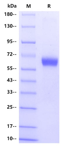 EPO hFc Tag Protein, Human