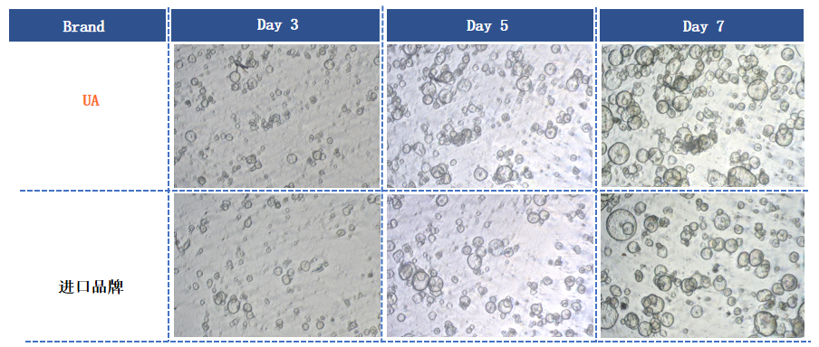 Recombinant Trypsin LS