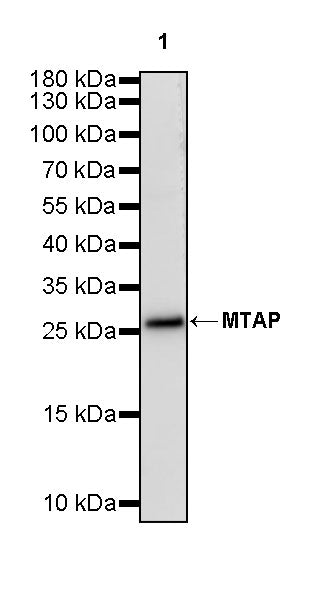 MTAP Recombinant Rabbit mAb (S-813-23)
