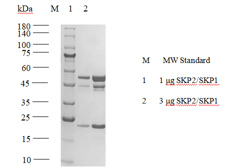 SKP2/SKP1 Flag&His Tag Protein,Human