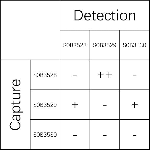 mouse IL-12 p70 Recombinant mAb (SDT-1778-99)