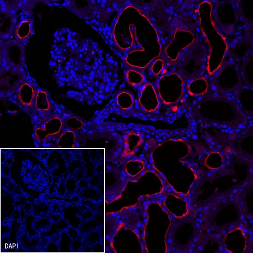 Goat Anti-Mouse IgG (H+L), F(ab')2 Fragment (Alexa Fluor® 555 Conjugate)