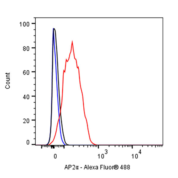 AP2α Recombinant Rabbit mAb (S-2376-7)