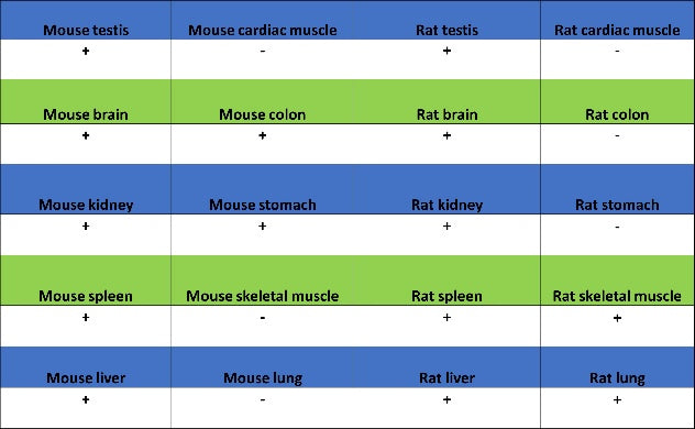 YWHAH/14-3-3 eta Recombinant Rabbit mAb (S-1327-22)