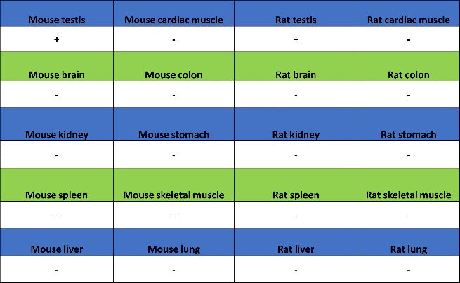 S-RMab® DAZL Recombinant Rabbit mAb (S-1588-3)