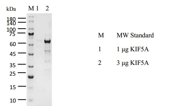 KIF5A Protein