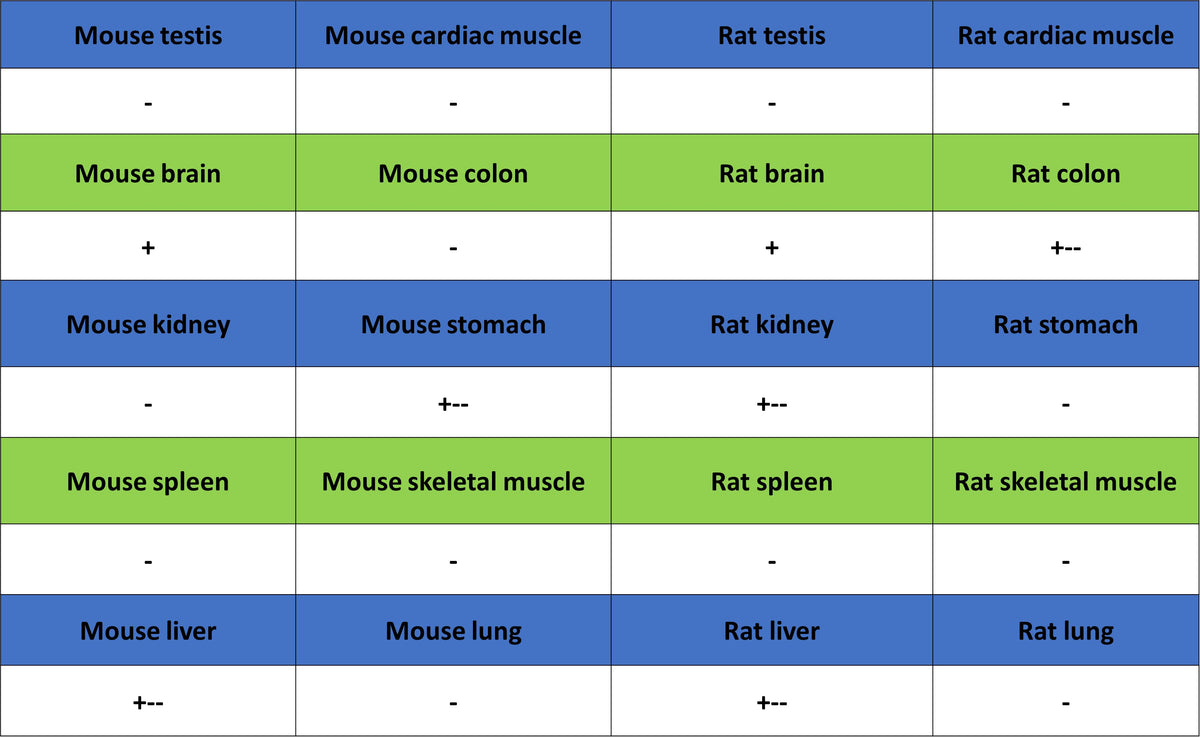 BAP1 Recombinant Rabbit mAb (S-6199)