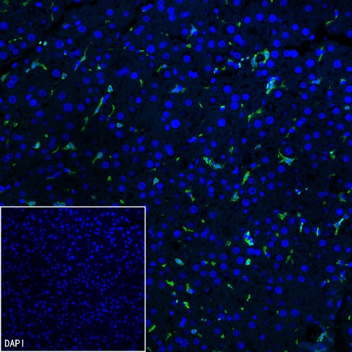 Iba1 Recombinant Rabbit mAb (S-484-18)