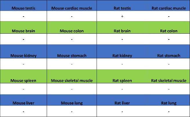 StAR Recombinant Rabbit mAb (S-2520-24)
