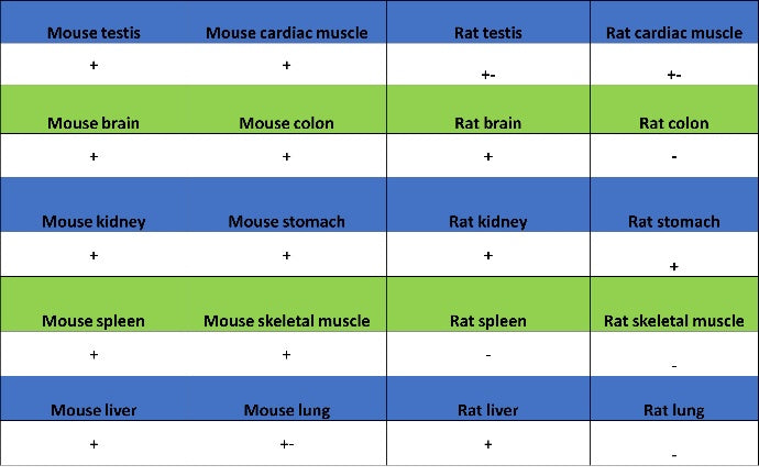 ATG9A Recombinant Rabbit mAb (S-1418-5)