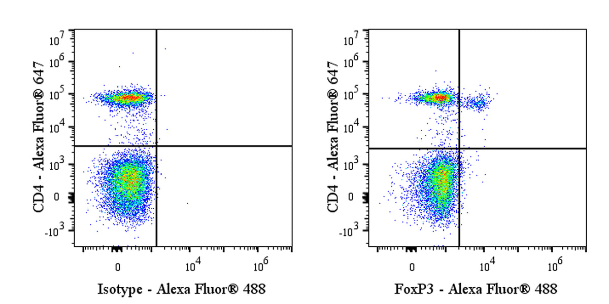 Alexa Fluor® 488 Rat Anti-Mouse FOXP3 Antibody (MF23)