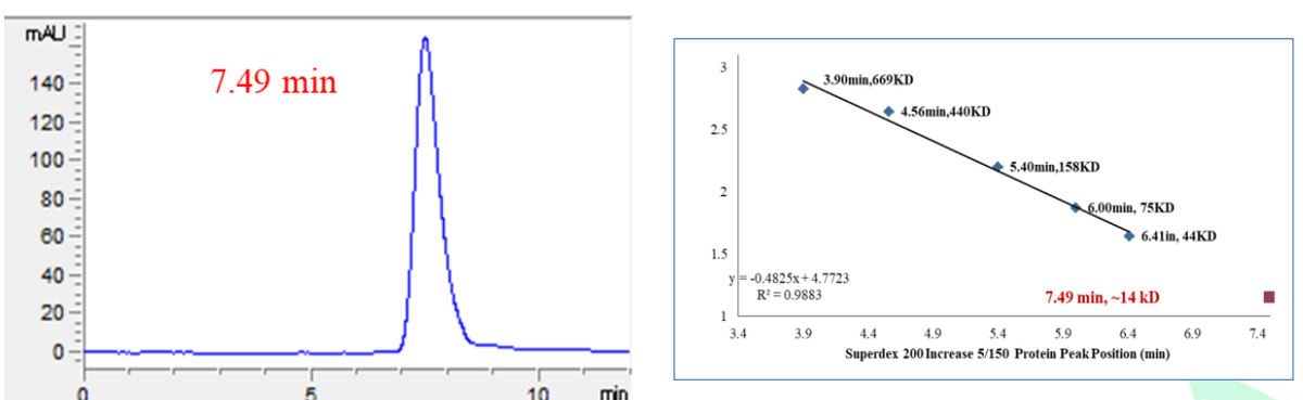 CKS2 Protein, Human