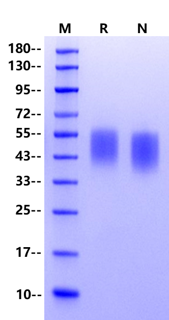 B7-1/CD80 His Tag Protein, Human