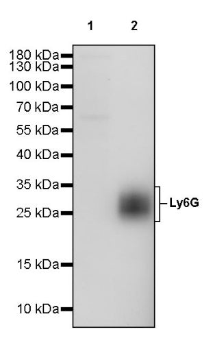 Ly6G Rabbit Polyclonal Antibody