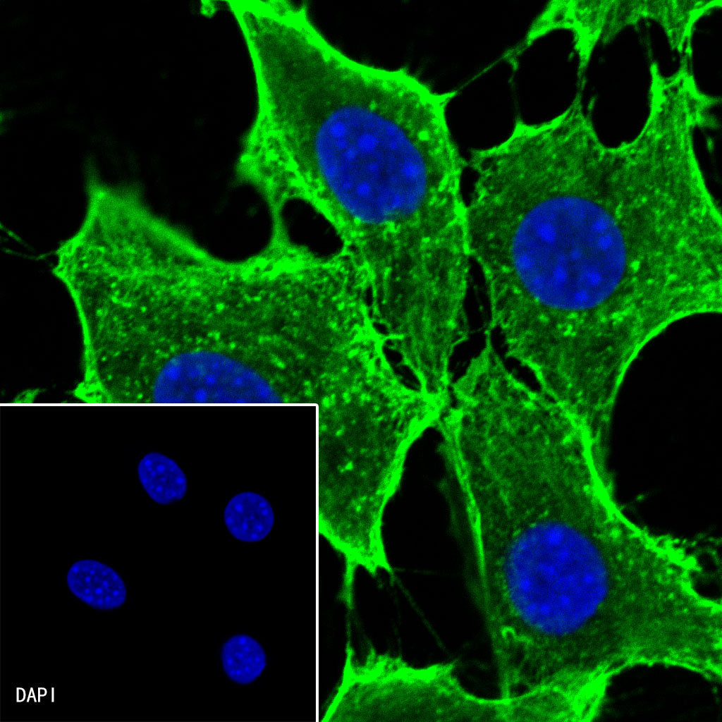 β-actin Recombinant Rabbit mAb (FITC conjugate) (SDT-R015)
