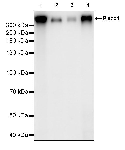 Piezo1 Recombinant Rabbit mAb (S-3952-36)