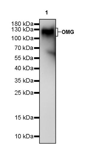 Oligodendrocyte myelin glycoprotein/OMG Rabbit Polyclonal Antibody