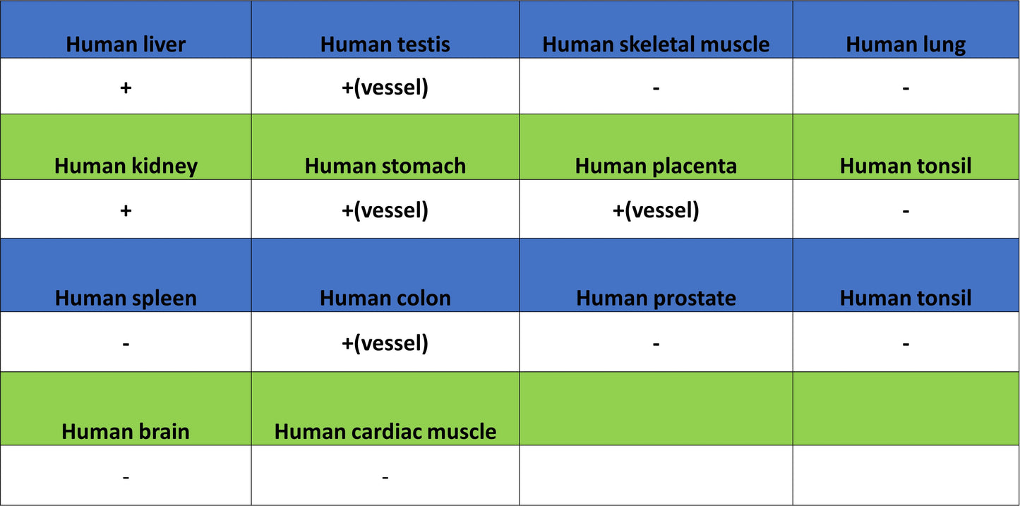 Factor XII (FXII) Recombinant Rabbit mAb (S-4487-31)