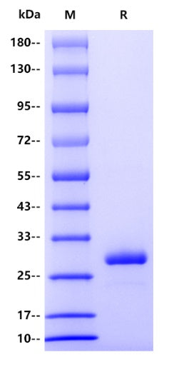 Rat IgG2A Protein
