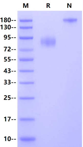 CD155/PVR Fc Chimera Protein, Human