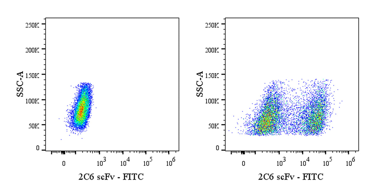 Anti-Human 2C6 scFv (Anti-CD20 CAR-T) Recombinant Rabbit mAb (FITC Conjugate) (S-5413)
