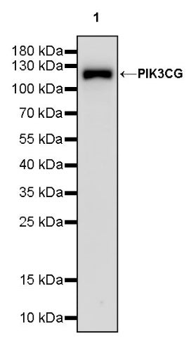 PIK3CG Recombinant Rabbit mAb (S-1981-51)