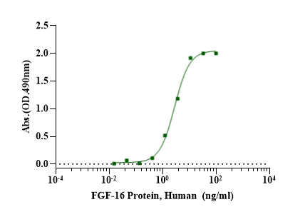 FGF-16 Protein, Human