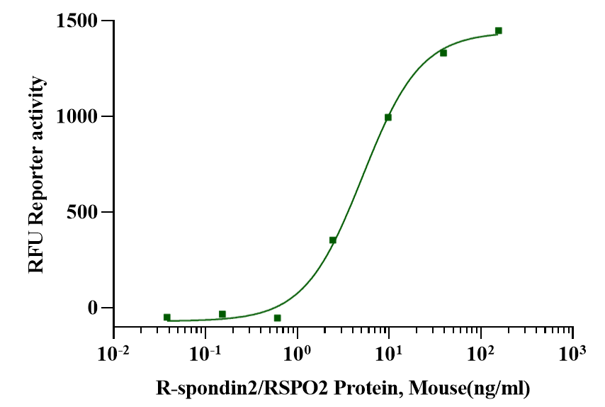R-Spondin2/RSPO2 Protein, Mouse
