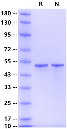 Nucleocapsid His Tag Protein, SARS-CoV-2 (BA.2&BA.5/Omicron)