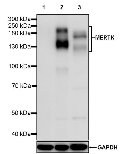 MERTK Recombinant Rabbit mAb (S-554-220)
