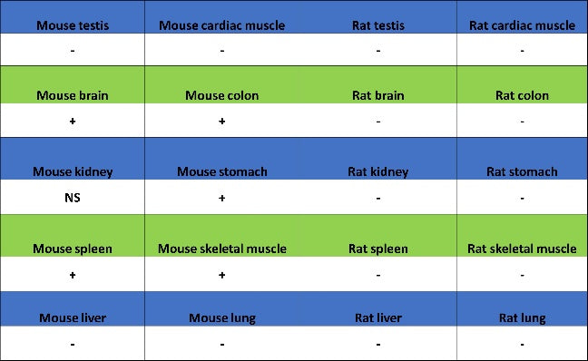 Mouse IL-6 Recombinant mAb (S-1494-6)