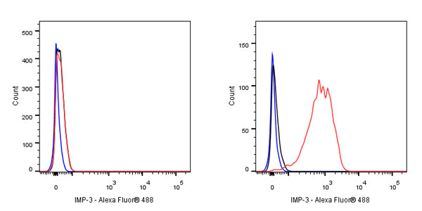 IMP-3 Recombinant Rabbit mAb (S-439-10)