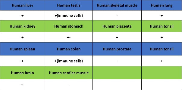 CD74 Recombinant Rabbit mAb (S-4524-58)