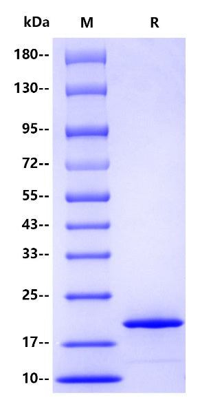 Human Alpha-synuclein Protein, His tag