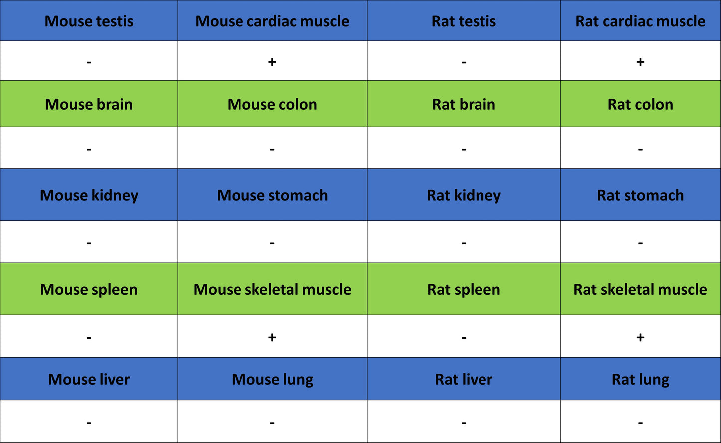 MYH7 Recombinant Rabbit mAb (S-4468-32)