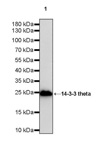 14-3-3 theta Rabbit polyclonal antibody