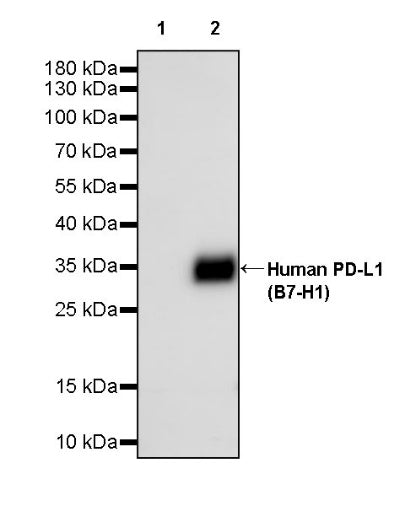 Invivo Anti-Human PD-L1 (B7-H1) Recombinant mAb