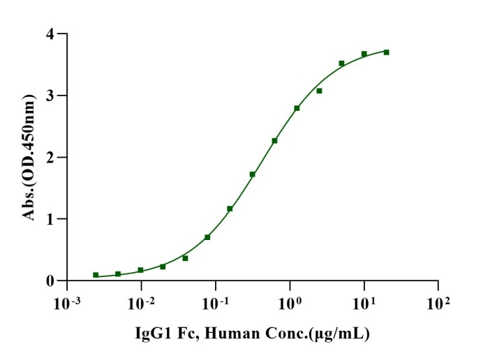 Biotinylated Fc γ RIIA/CD32a(R167) His&Avi Tag Protein, Human