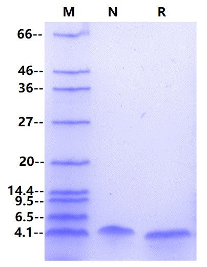 Brain Natriuretic Peptide Protein, Human