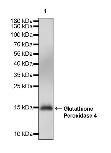 Glutathione Peroxidase 4 Recombinant Rabbit mAb (S-965-24)