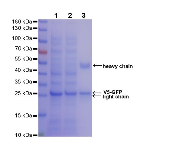 Rabbit Anti-V5 Tag Magnetic Agarose