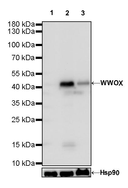 WWOX Recombinant Rabbit mAb (S-R298)
