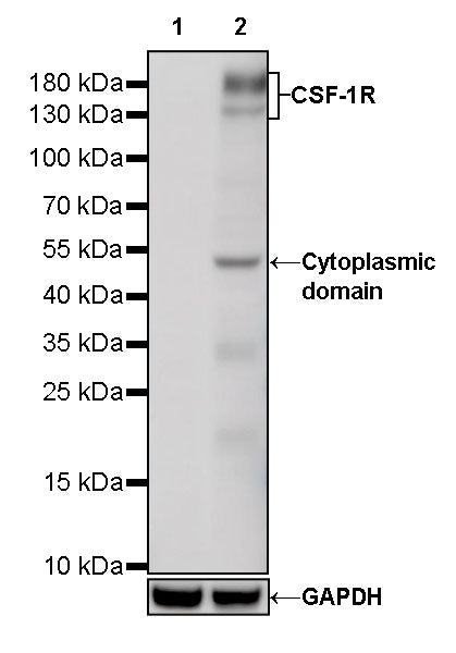 CSF-1R Recombinant Rabbit mAb (S-467-26)