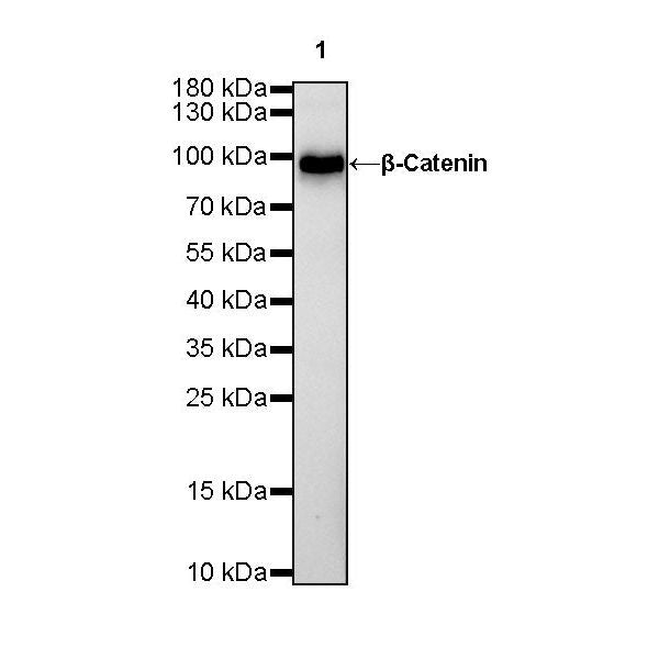 Product image media