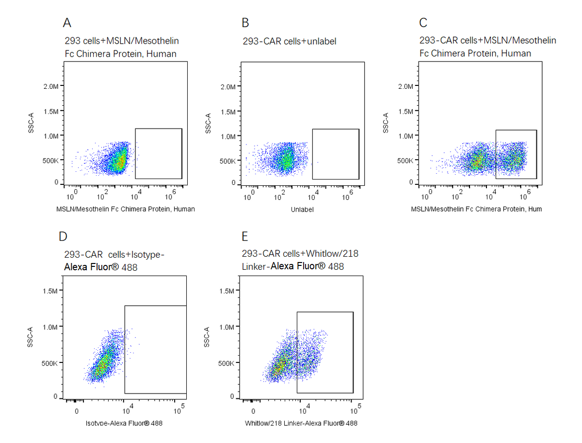 MSLN/Mesothelin Fc Chimera Protein, Human