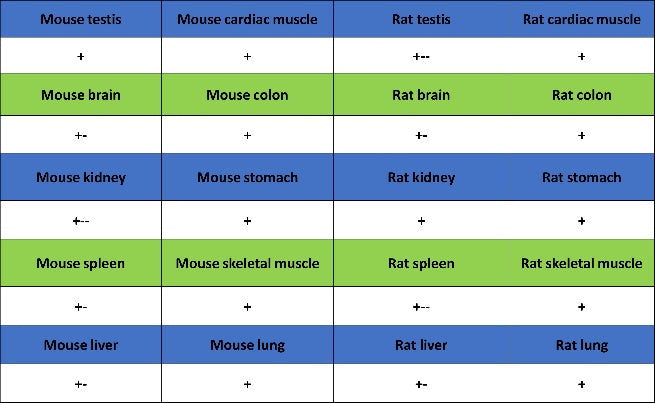 KL Recombinant Rabbit mAb (S-2245-169)