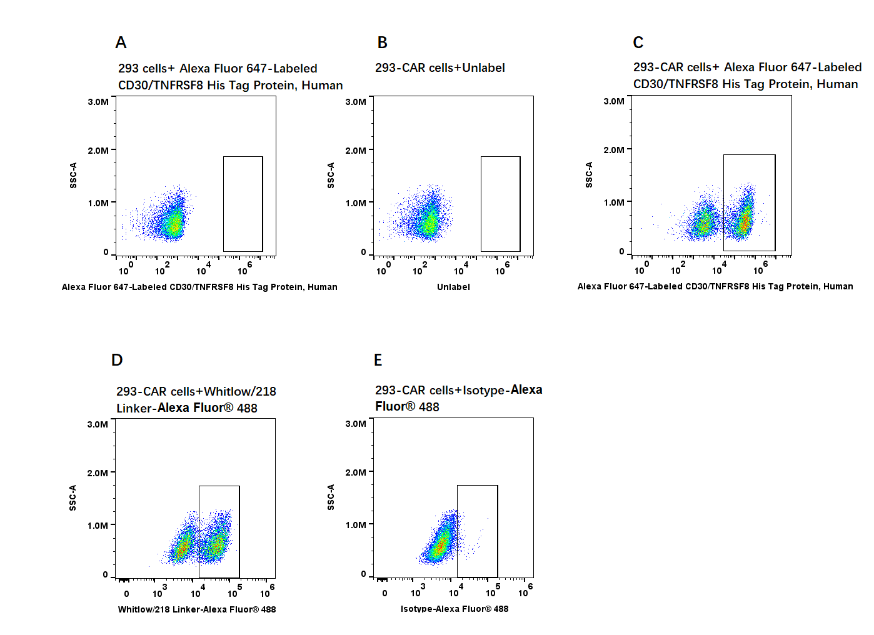 Alexa Fluor 647-Labeled CD30/TNFRSF8 His Tag Protein, Human