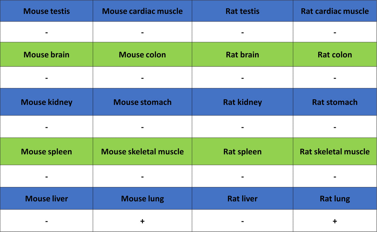 Uteroglobin Recombinant Rabbit mAb (S-6021)